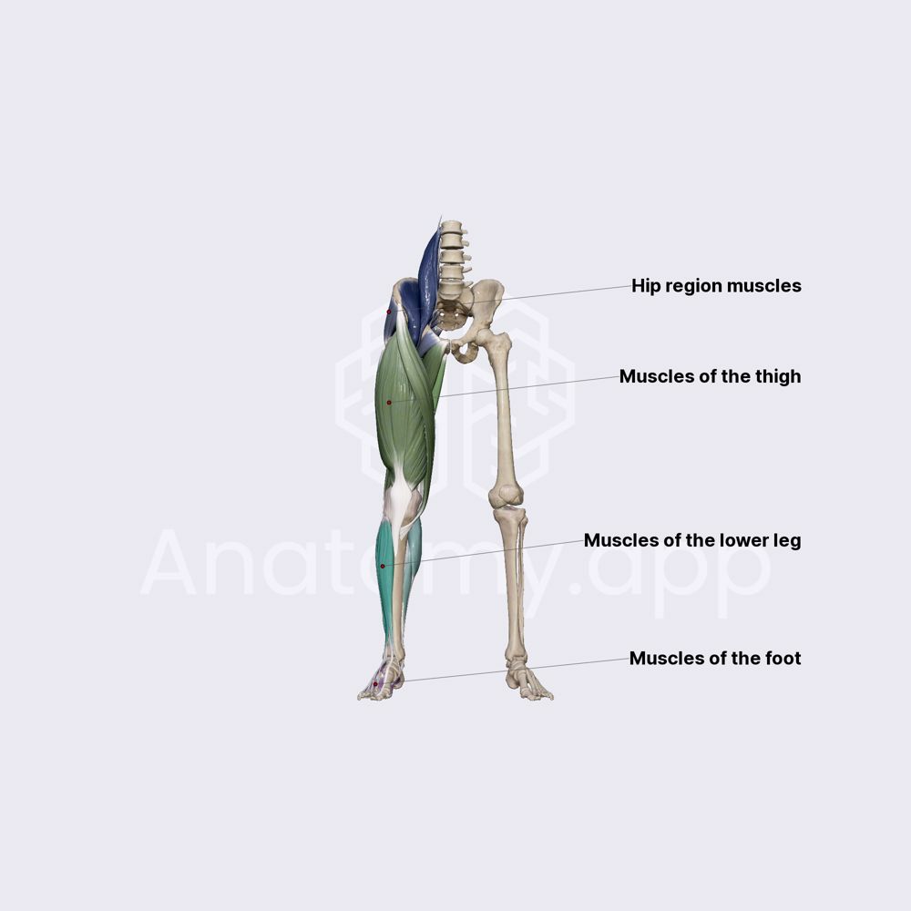 Muscles of lower limb (overview)