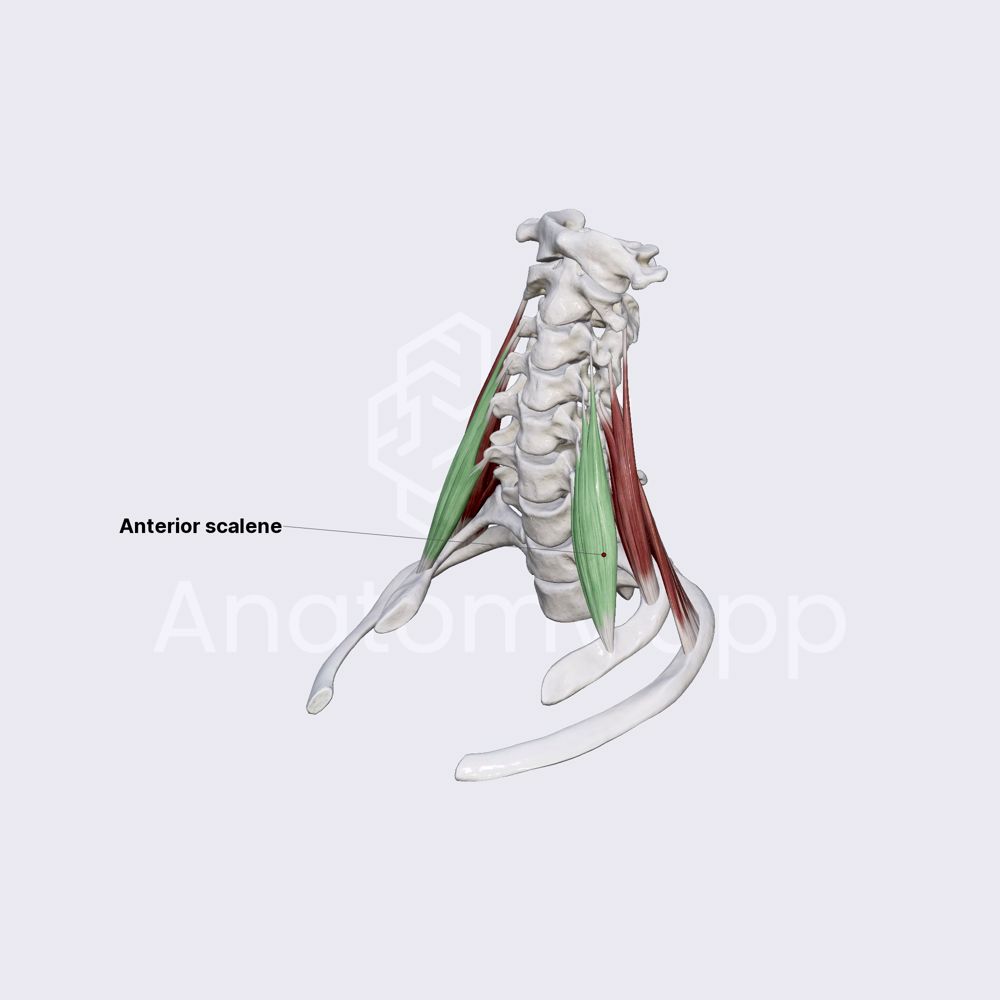 anterior-scalene-scalenus-anterior-muscles-of-the-neck-head-and