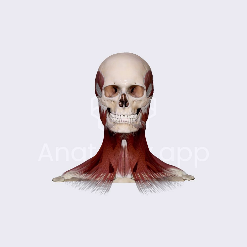 Neck muscles (overview)