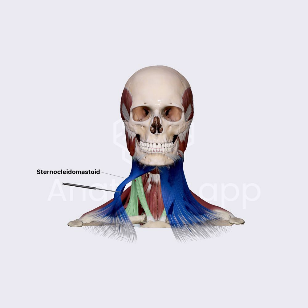 Superficial neck muscles