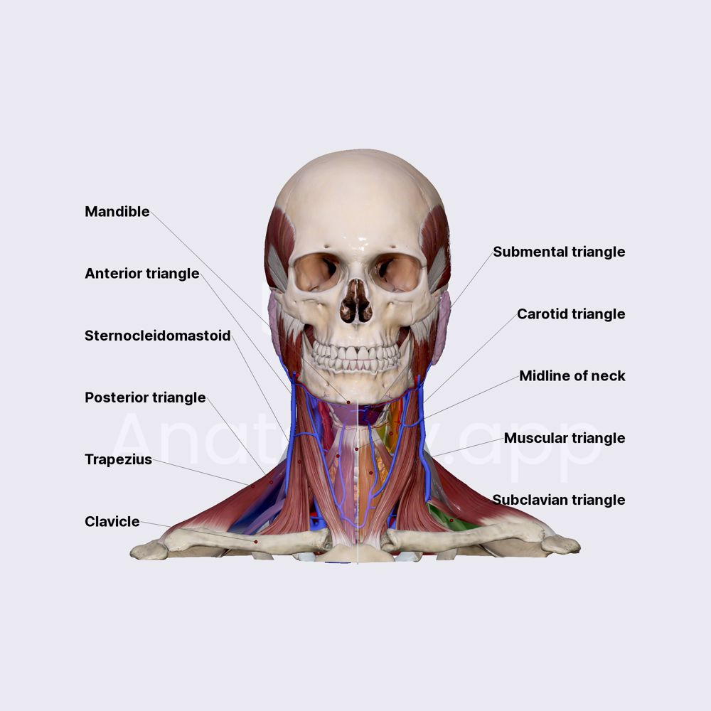 Triangles of neck (overview)