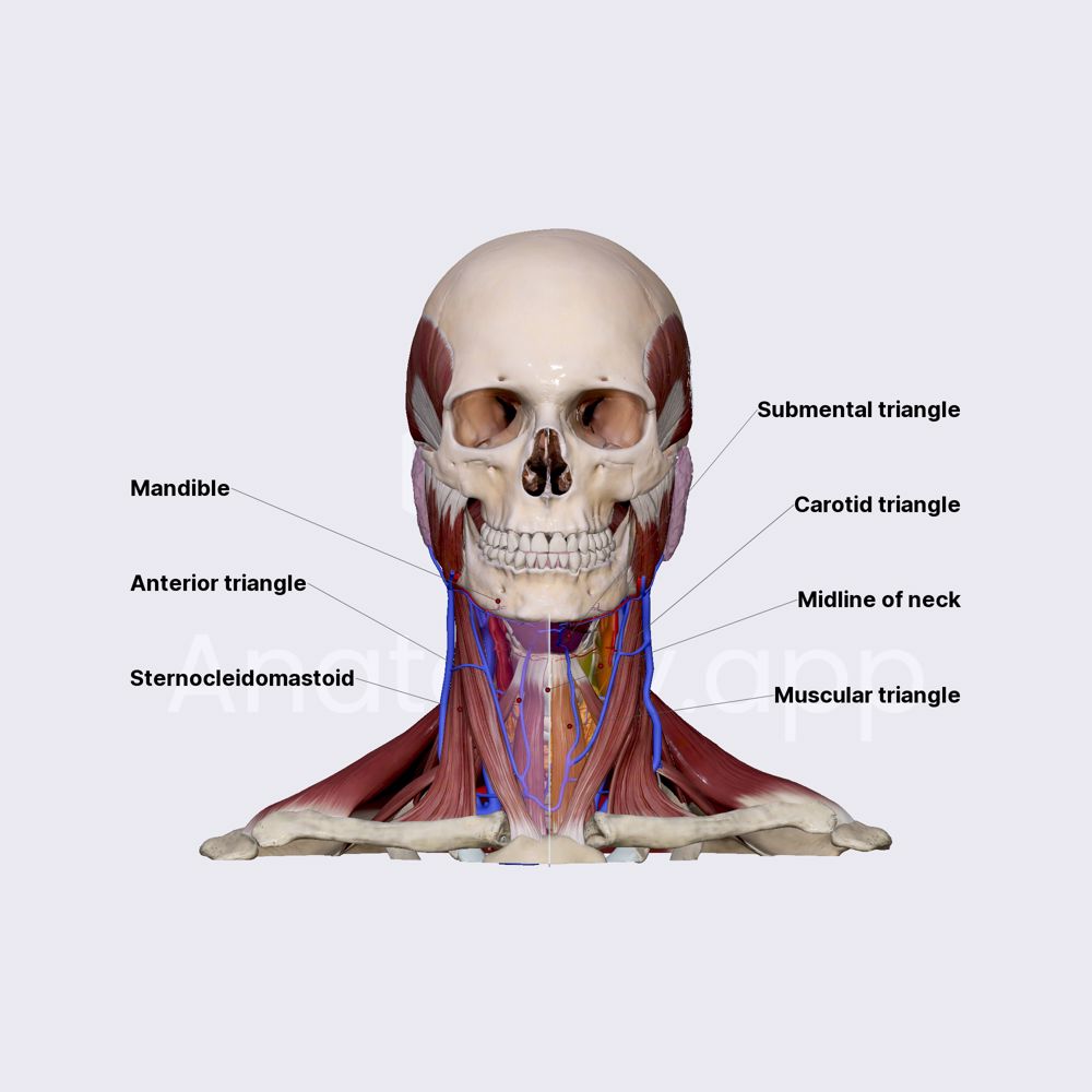 Anterior neck triangle