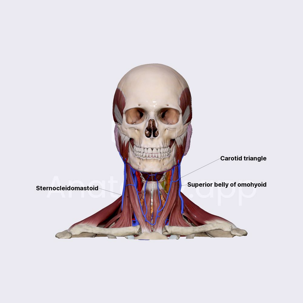 Carotid neck triangle