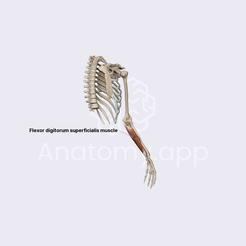 anterior-compartment-of-forearm-muscles-second-layer-muscles-of-the