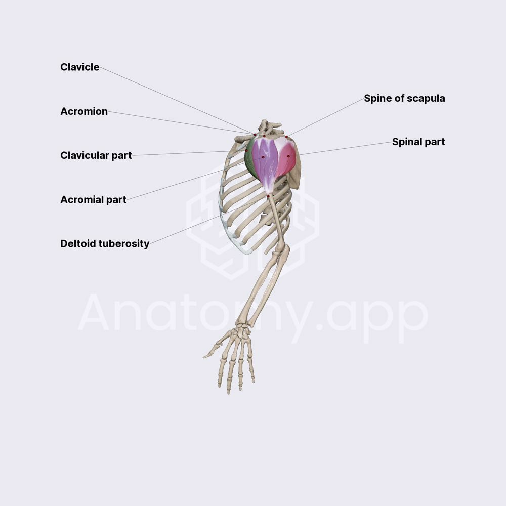 Deltoid muscle