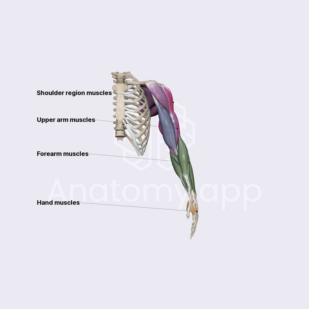 Muscles of upper limb (overview)