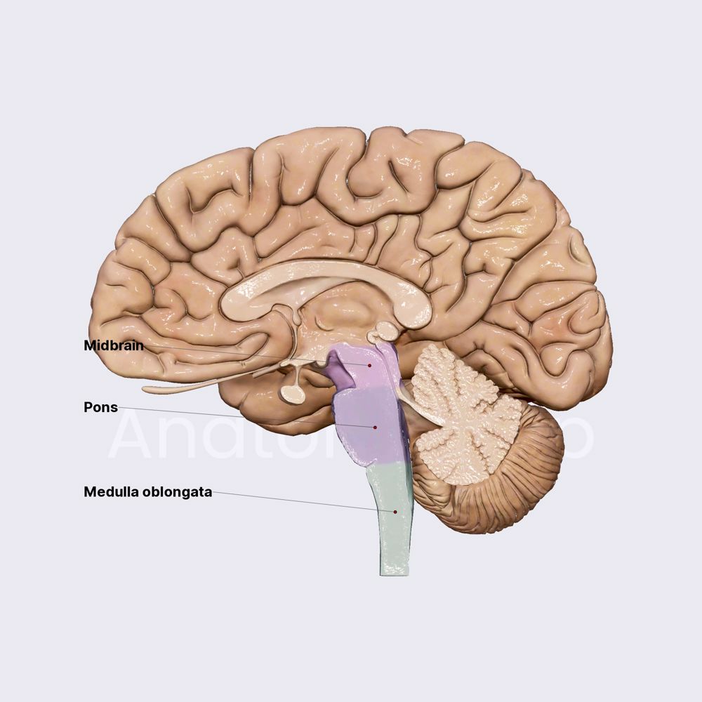 Brainstem