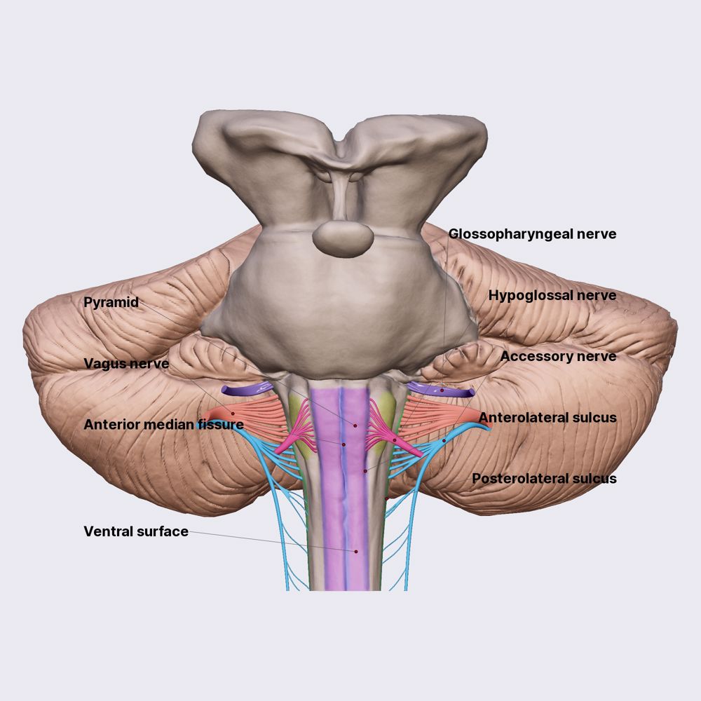 Medulla oblongata