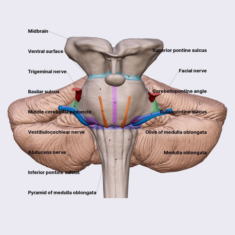 Pons Anatomy app