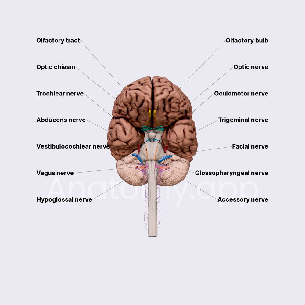 Cranial nerves (overview)