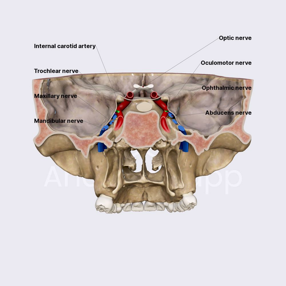 Cranial nerves and cavernous sinus