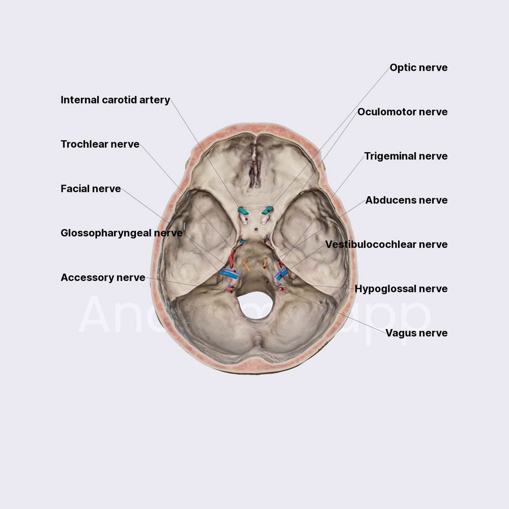 Cranial nerve exits