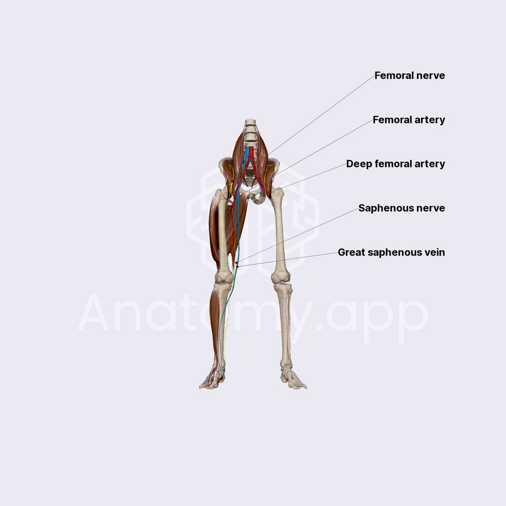 Femoral nerve and its branches | Media Library | Anatomy.app | Learn ...