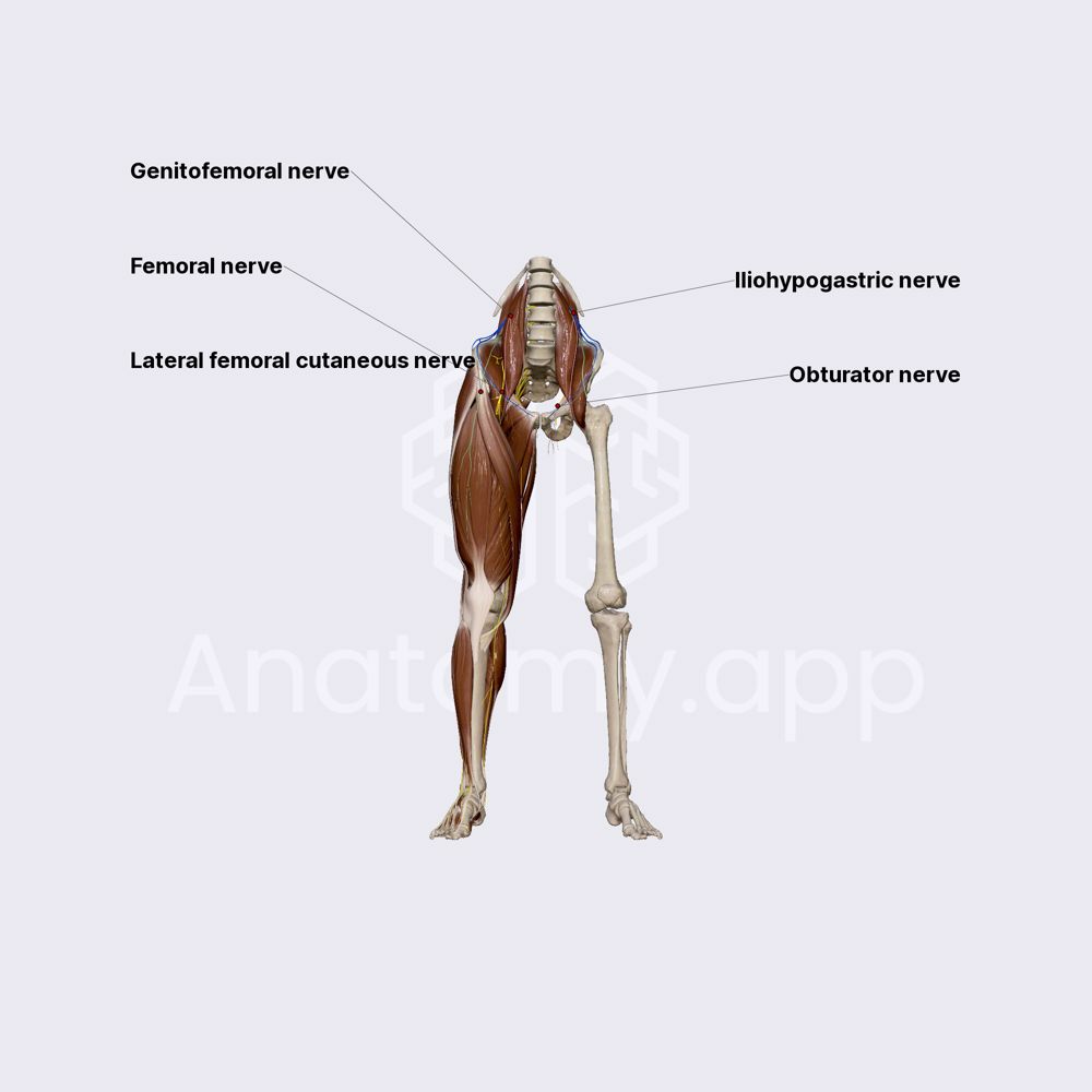 Lumbar plexus