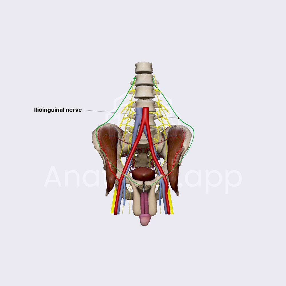 Ilioinguinal nerve (male pelvis)