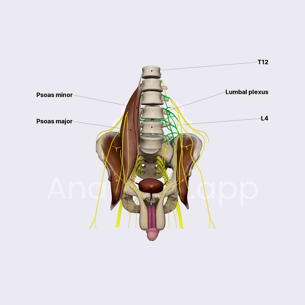 Lumbar plexus (male pelvis) | Media Library | Anatomy.app | Learn ...