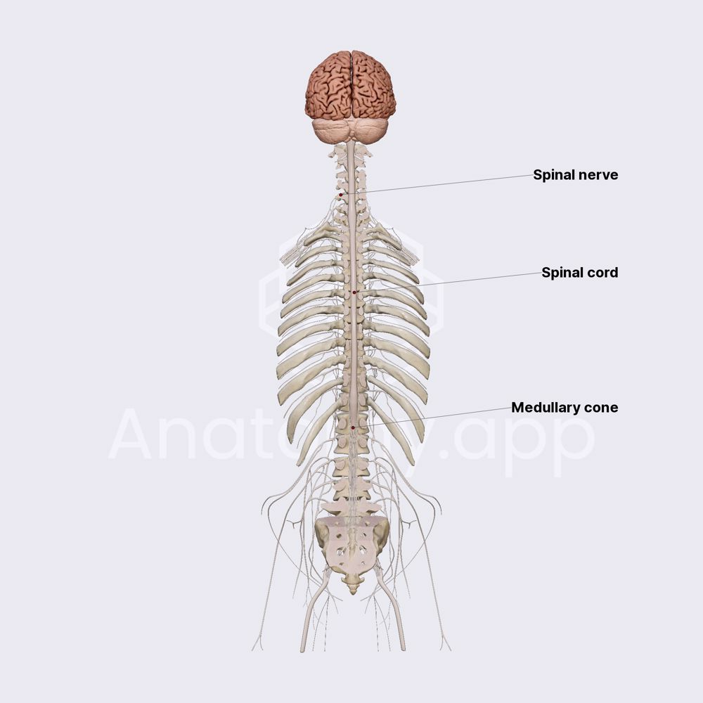 Spinal cord (overview)