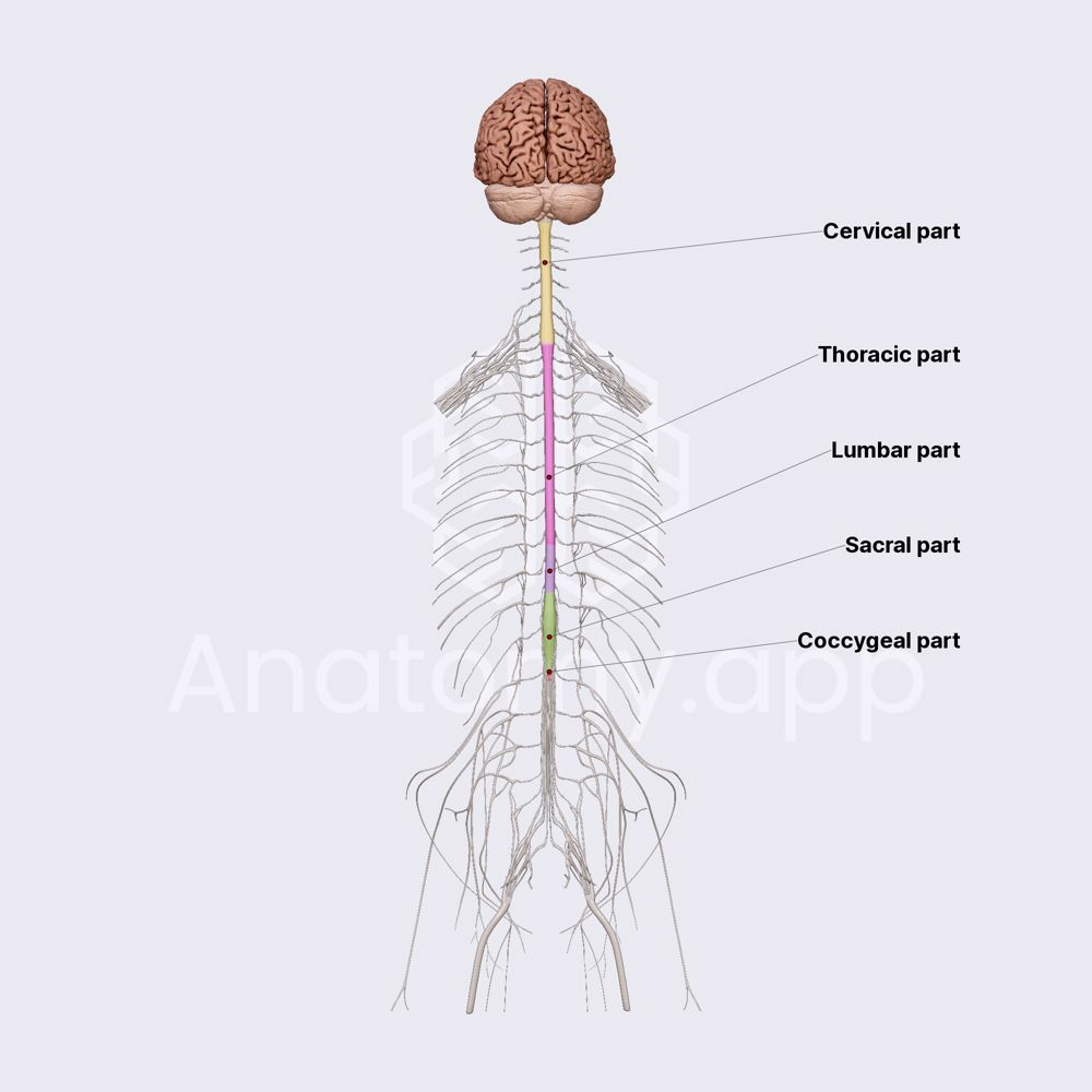 Spinal cord segments