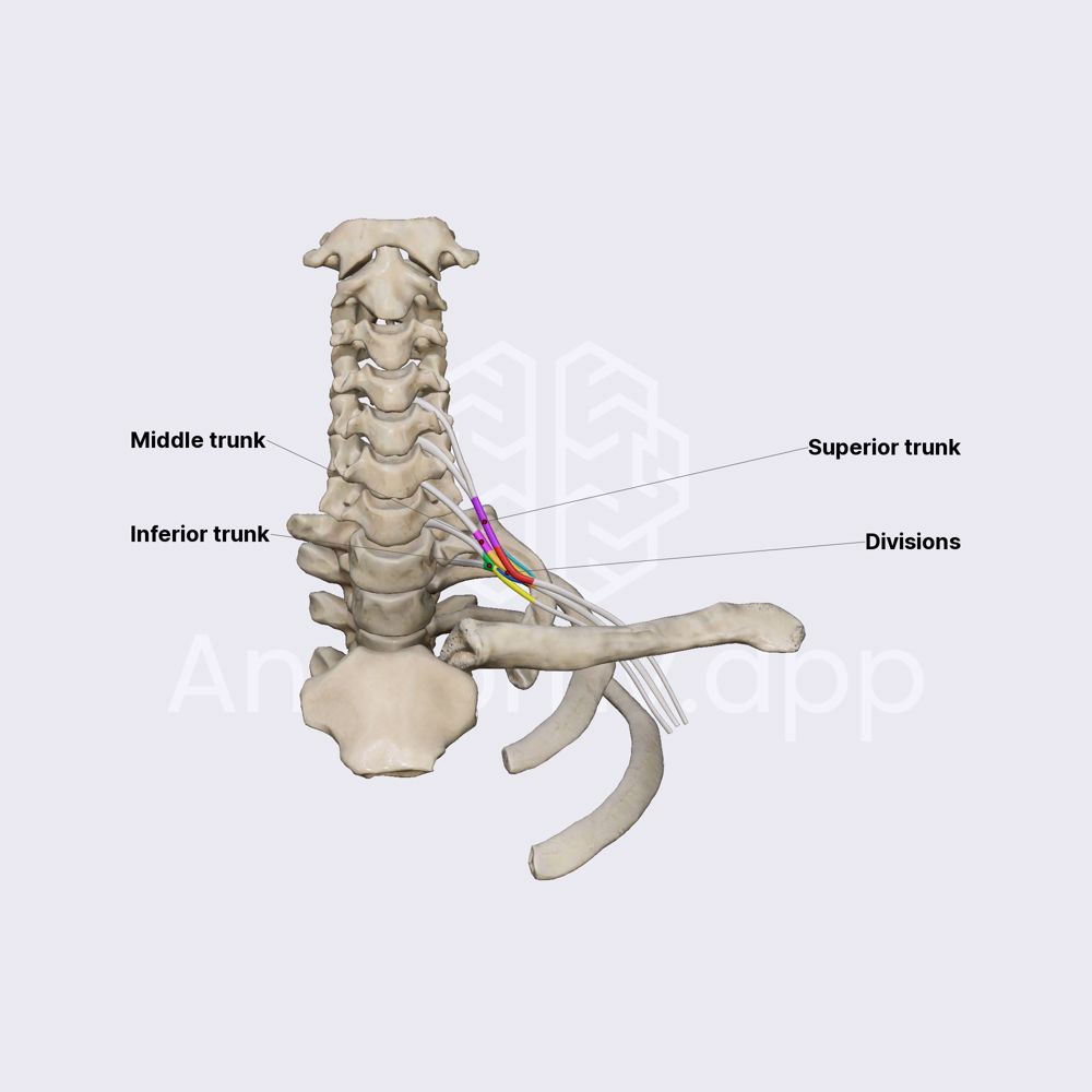 Divisions of brachial plexus