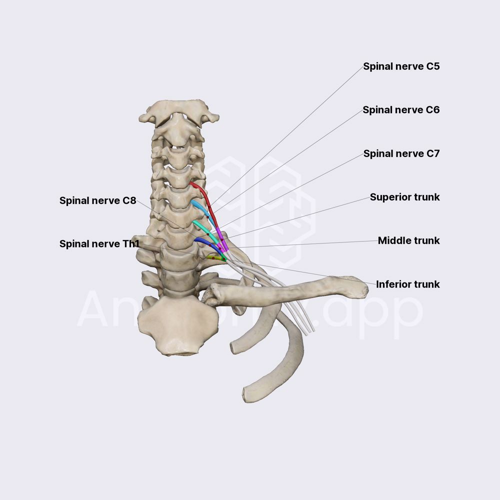 Roots and trunks of brachial plexus