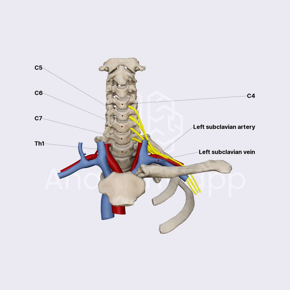Brachial plexus