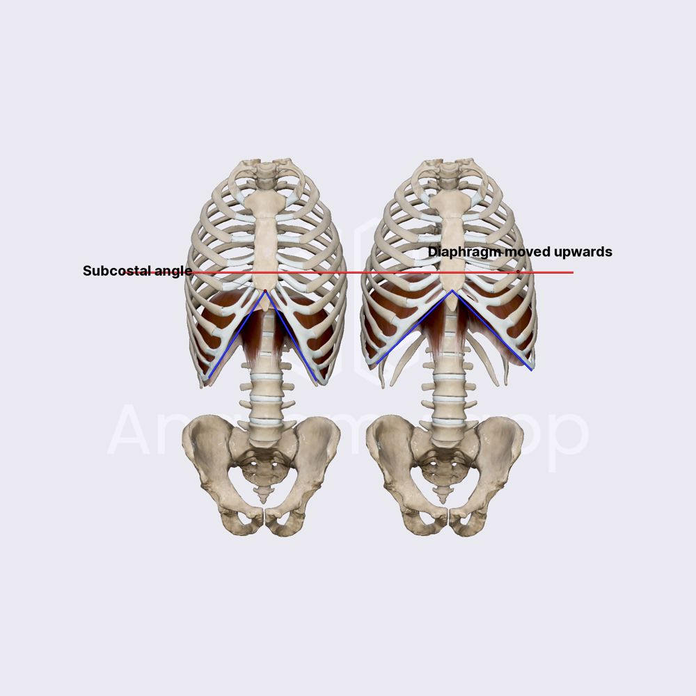 rib-cage-changes-during-pregnancy-obstetric-anatomy-organ-systems