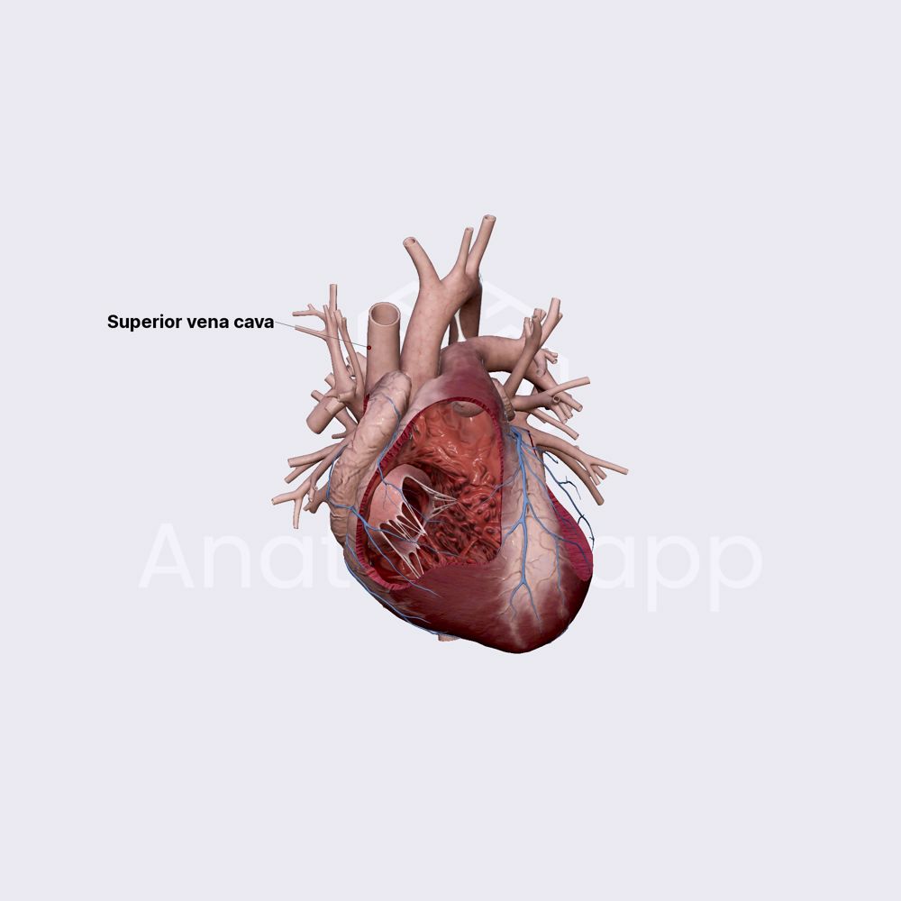 Internal structure of heart