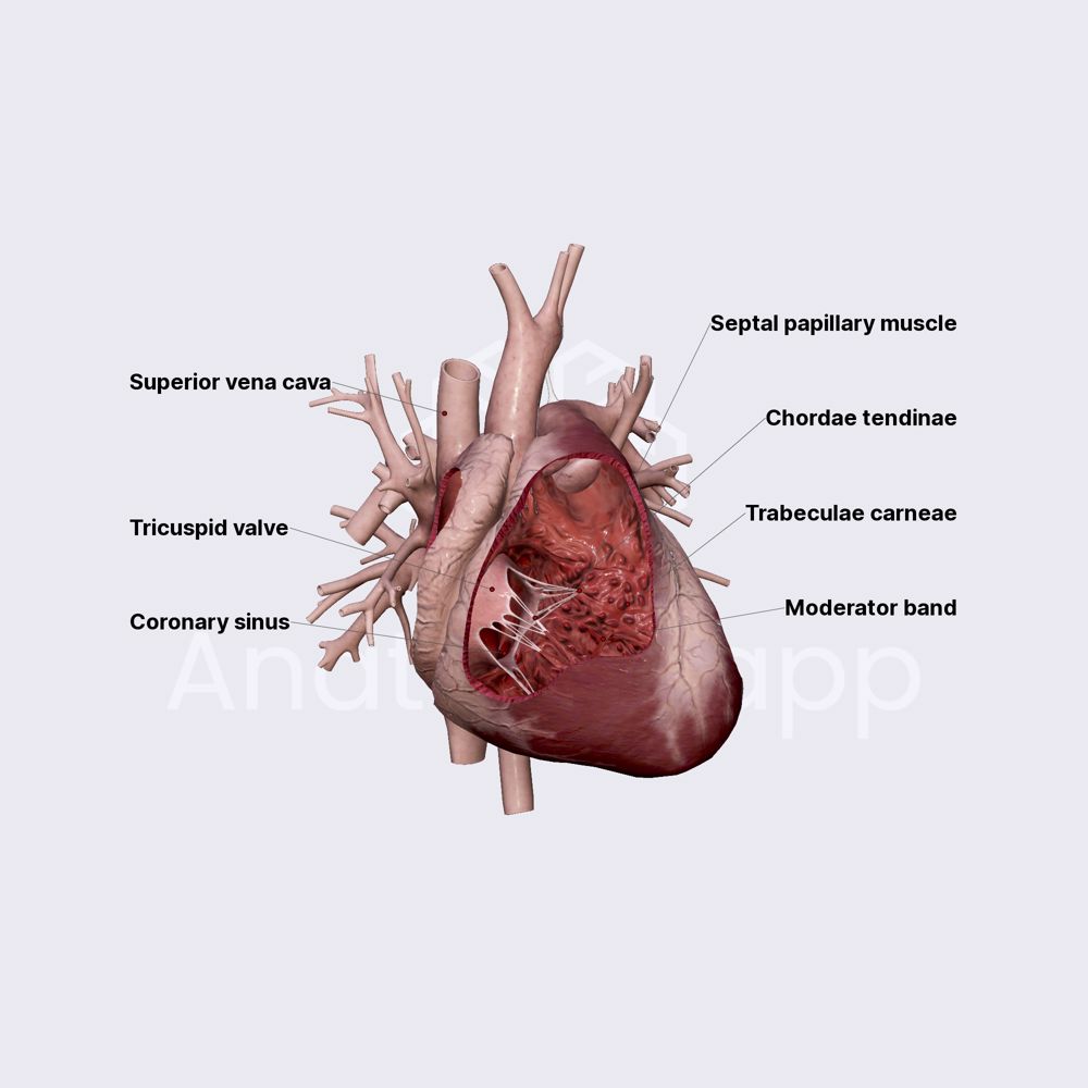 Right ventricle (RV)