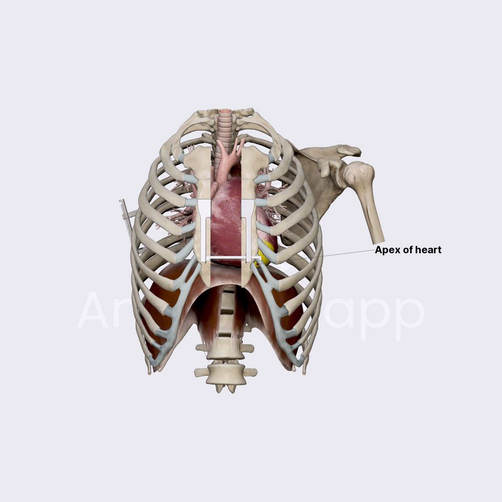 Apex and base of heart