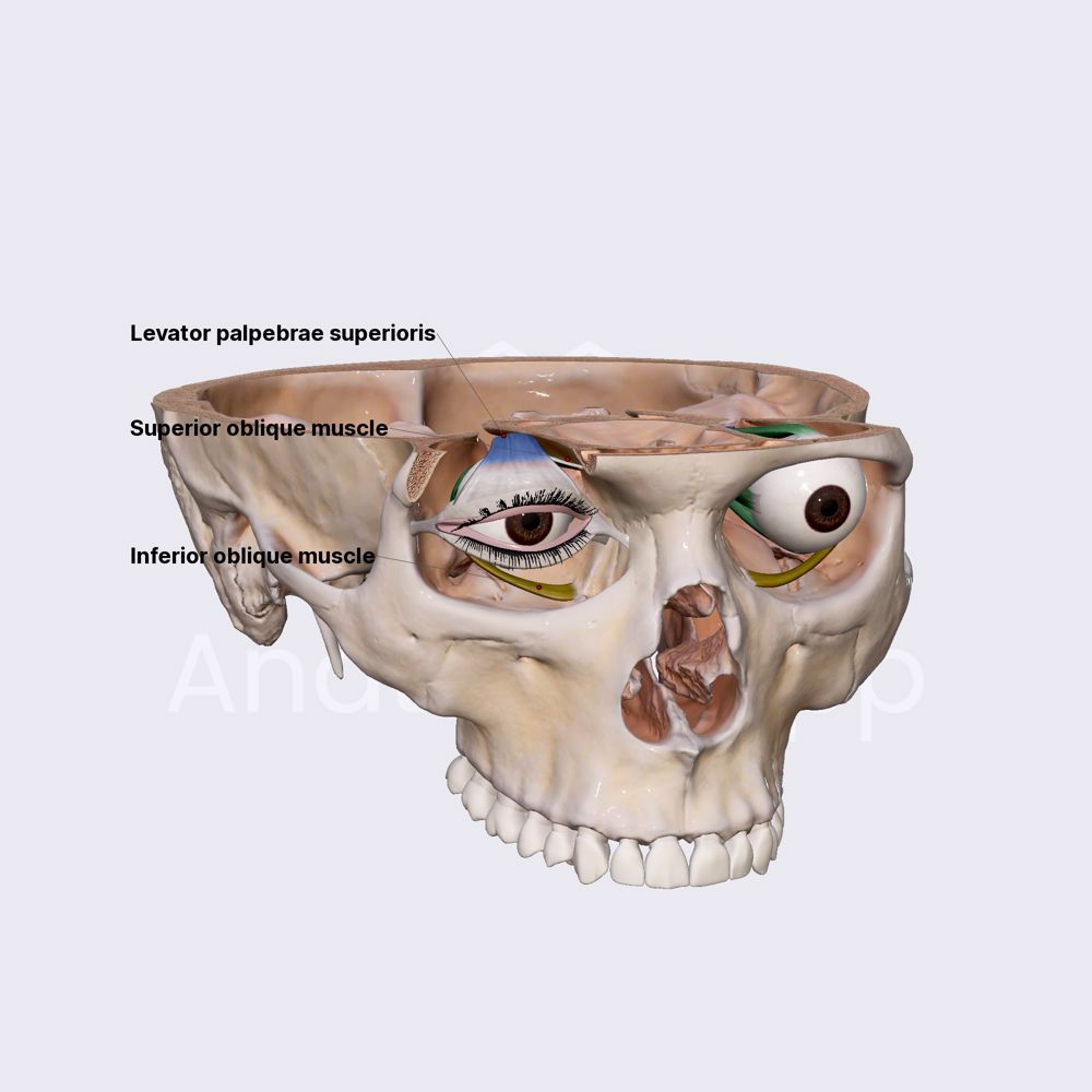 Extraocular muscles (overview)