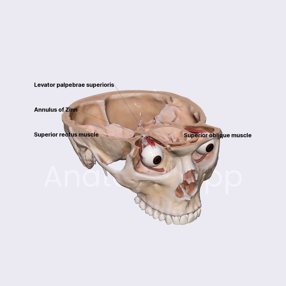 Superior rectus muscle