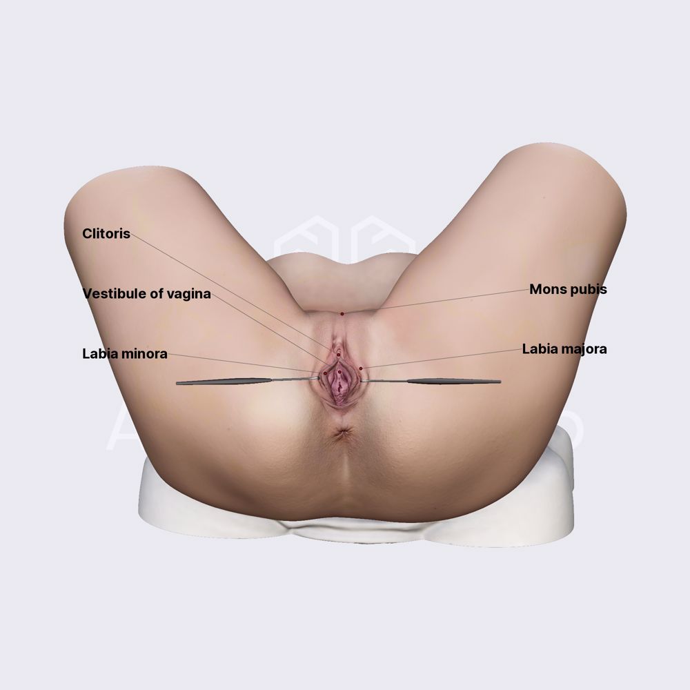 Female external genital organs