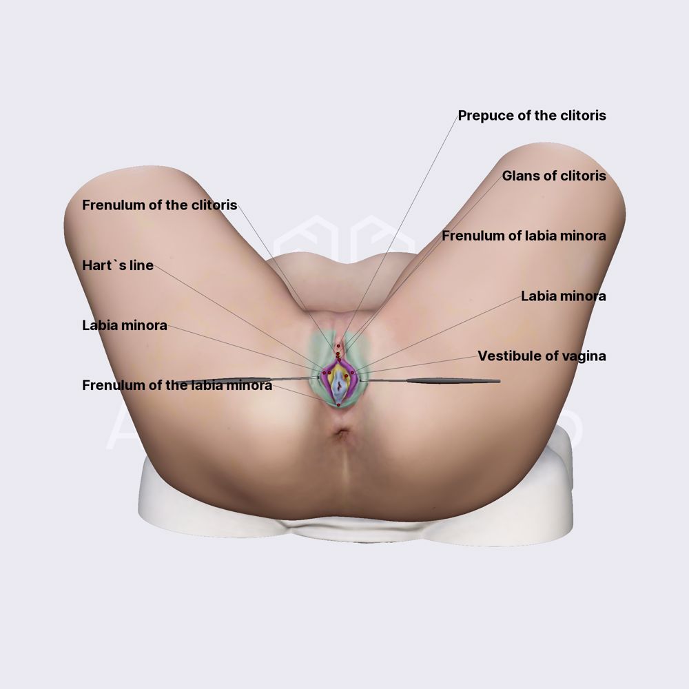 Labia minora and vestibule of vagina