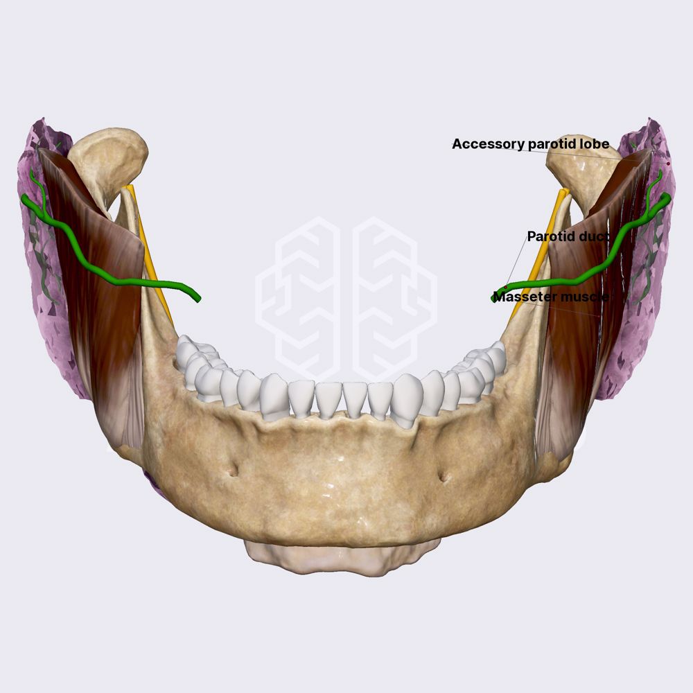 Parotid gland | Anatomy of the face | Head and Neck | Anatomy.app ...