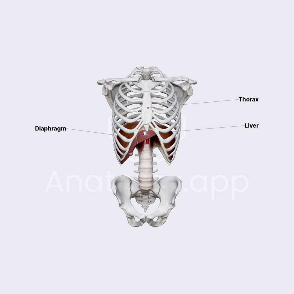 Anatomical position of liver