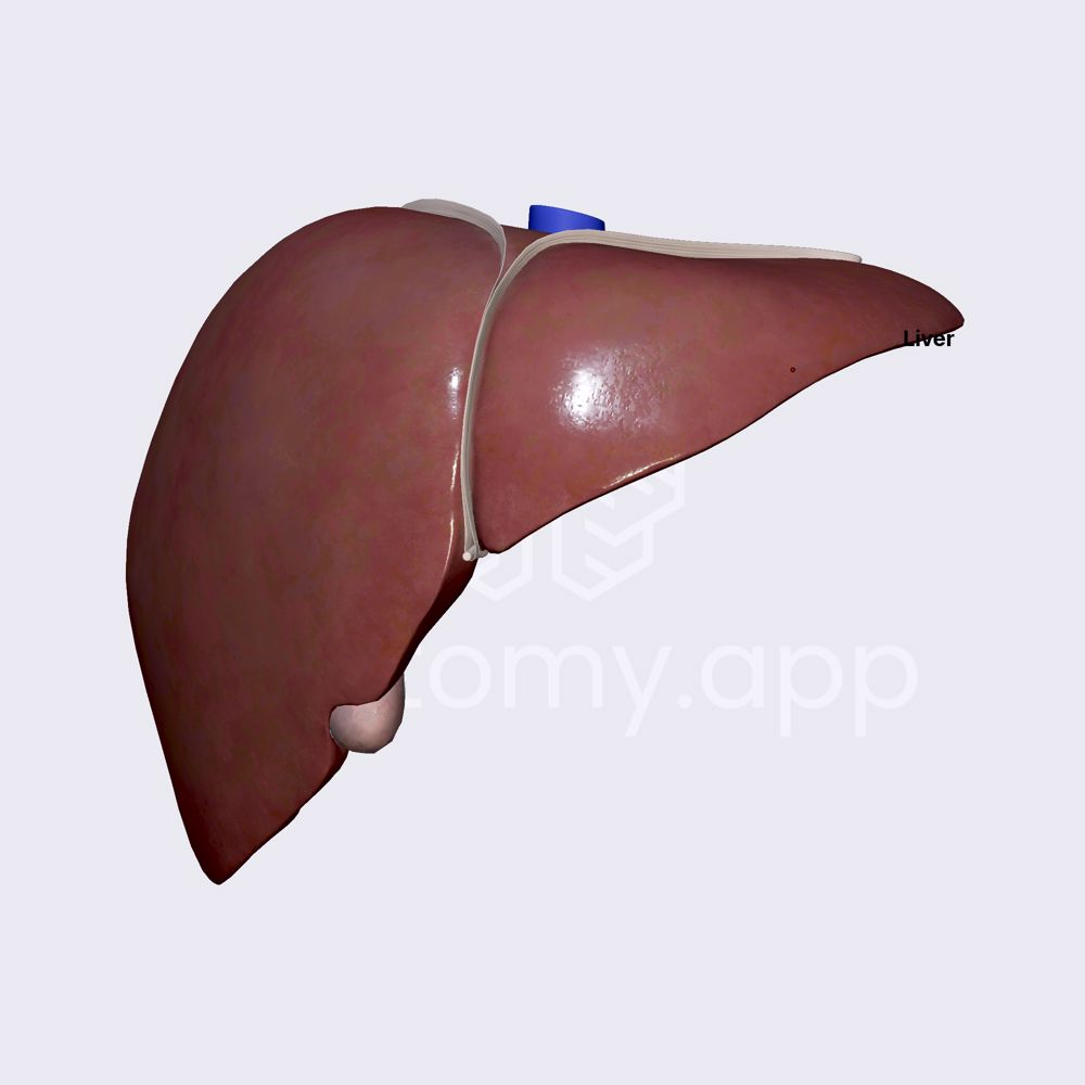 Liver (overview)