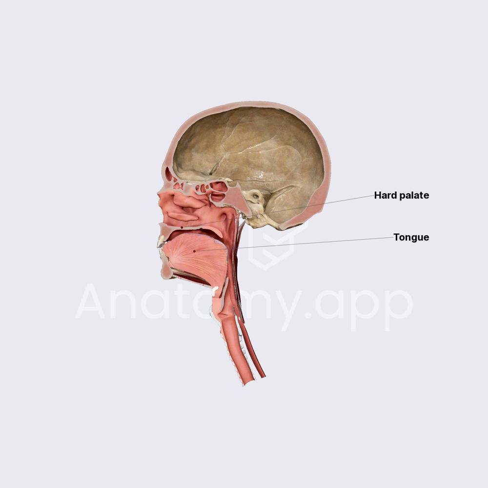 Oral cavity