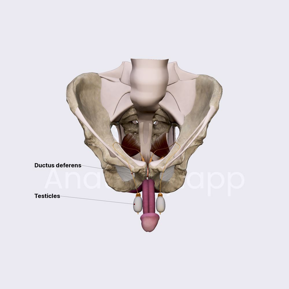 Internal and external male genital organs