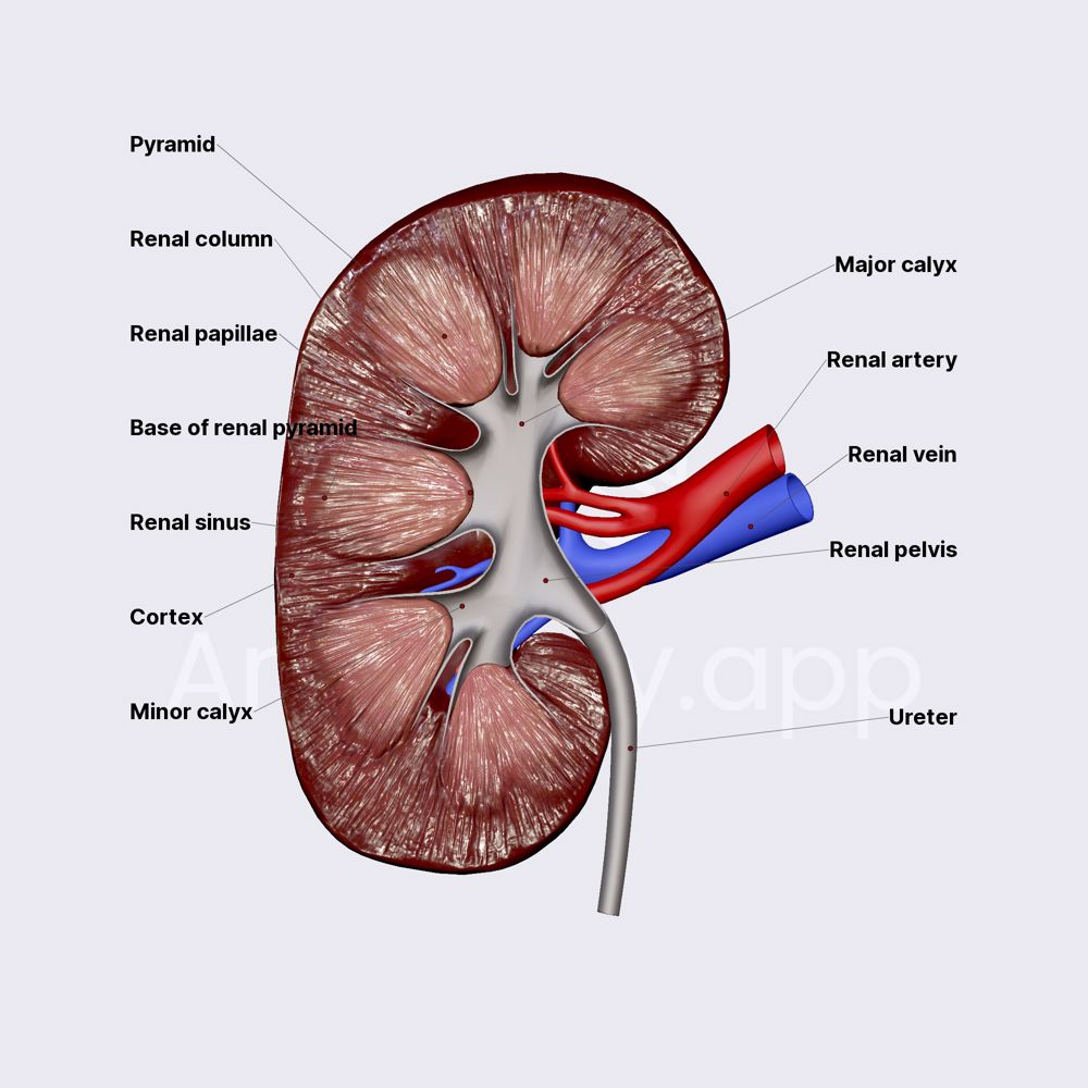 Internal structure of kindey