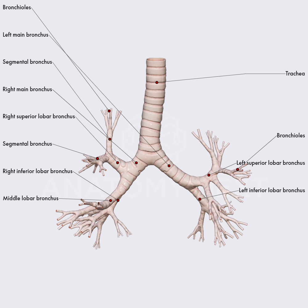 Respiratory System Bronchus Hot Sex Picture