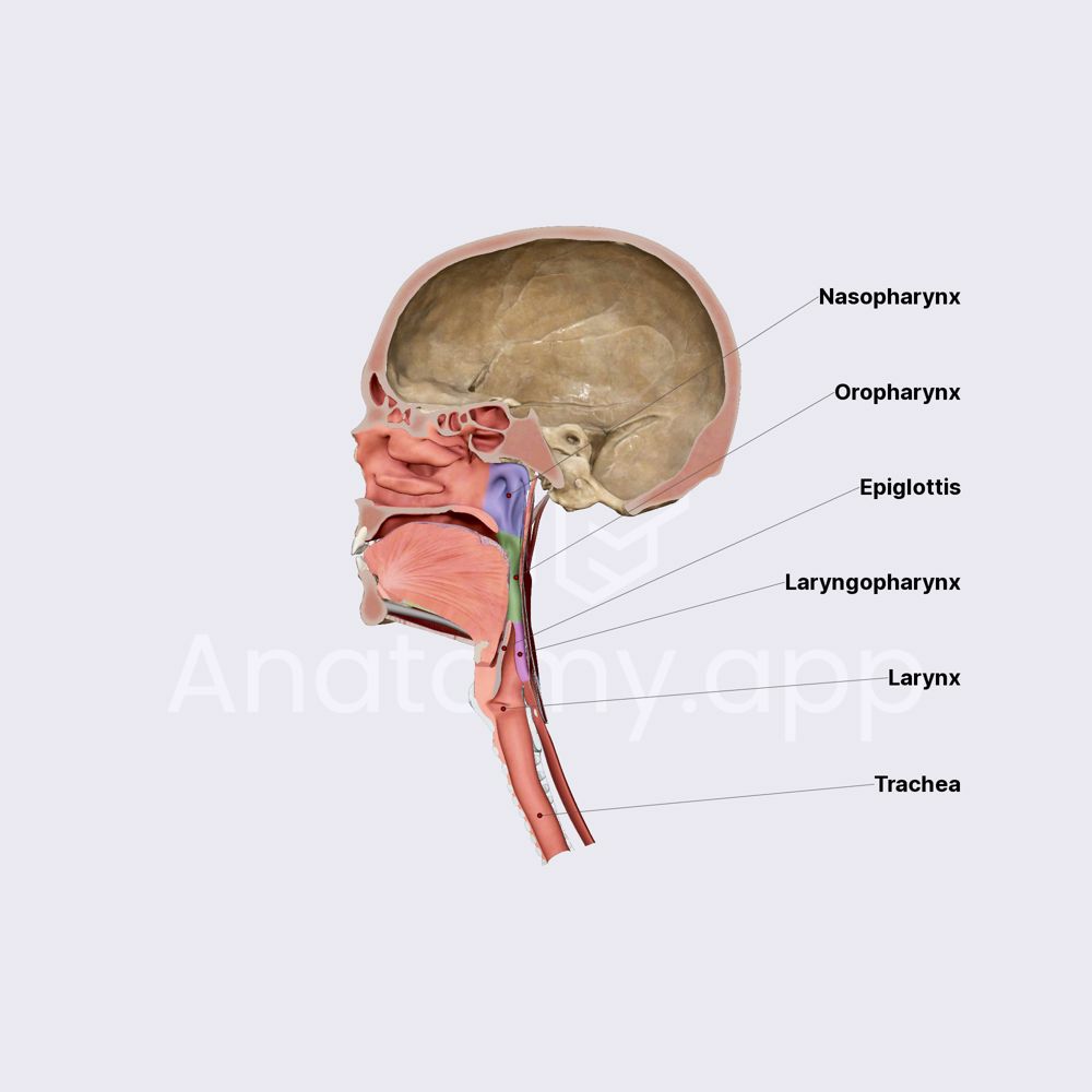 Pharynx