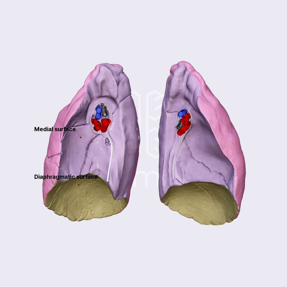 Surfaces of lungs