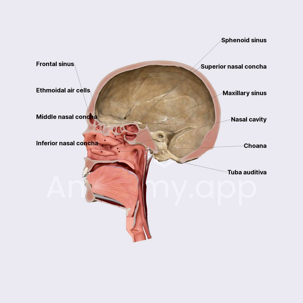 Nasal cavity