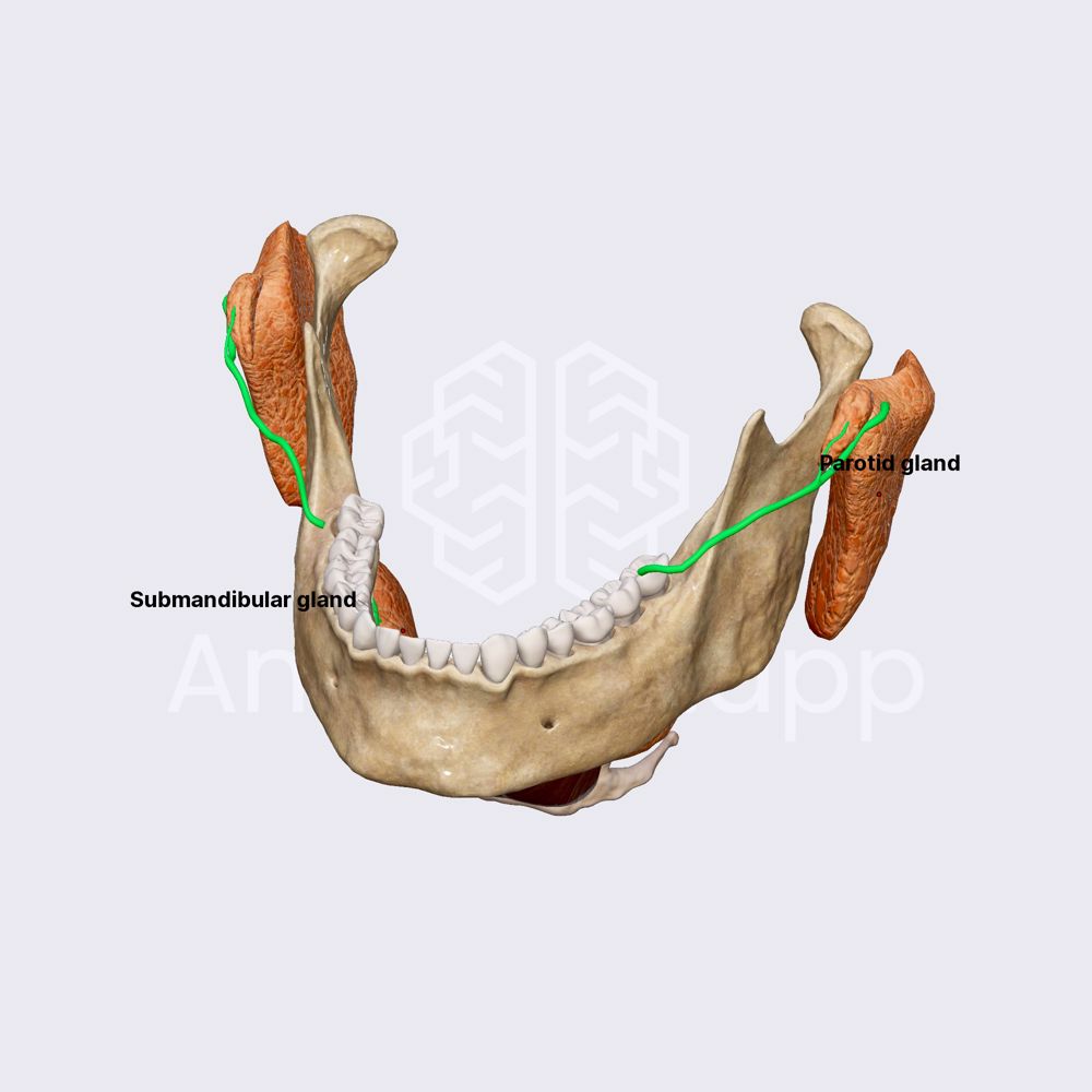 Salivary glands (overview)