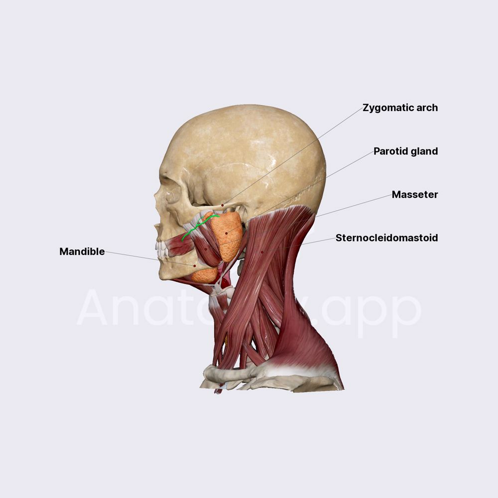 Parotid gland