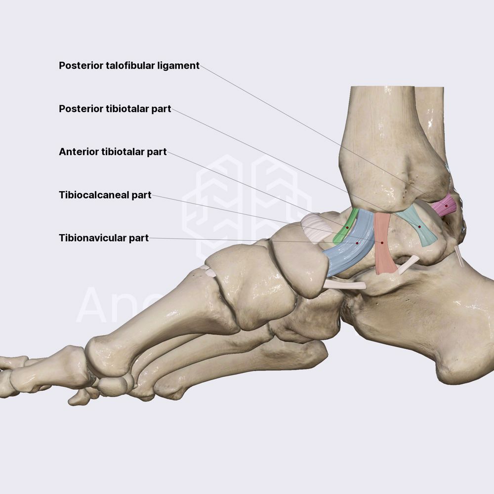 Ligaments of ankle joint (part 2) | Ligaments of the lower limb | Lower ...