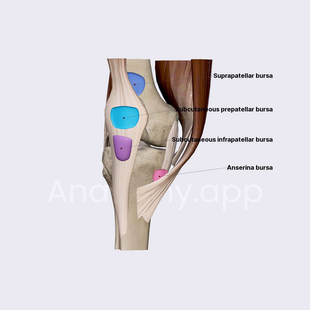 Bursae of knee joint