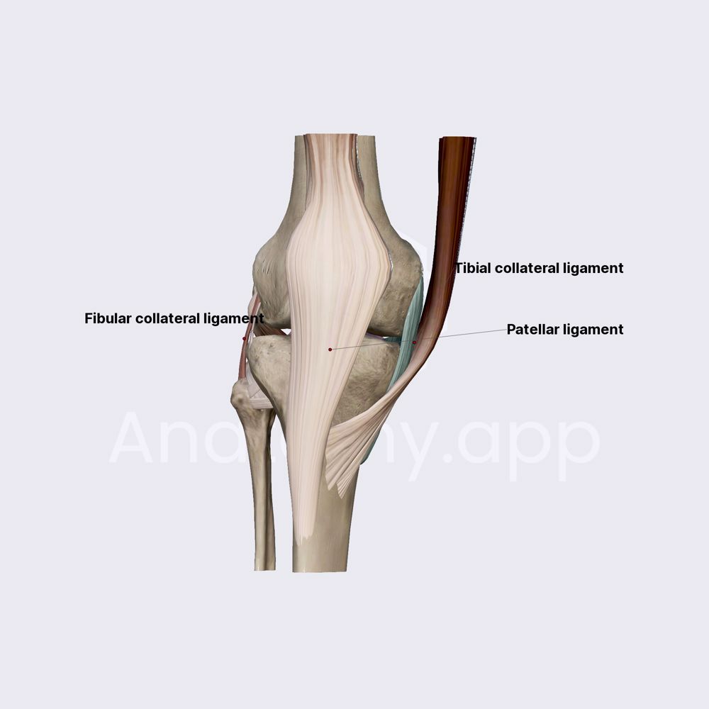 Ligaments of knee joint