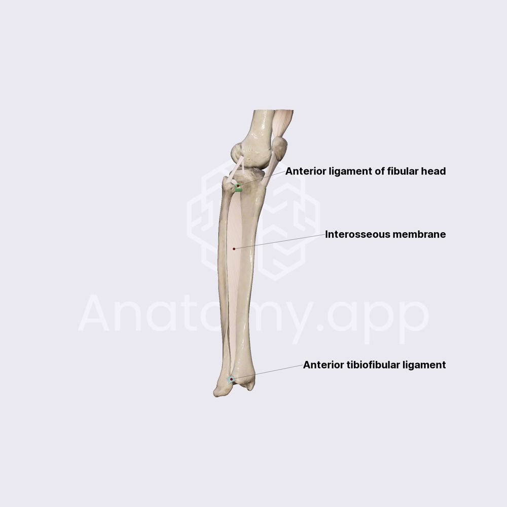 Ligaments and interosseous membrane of leg