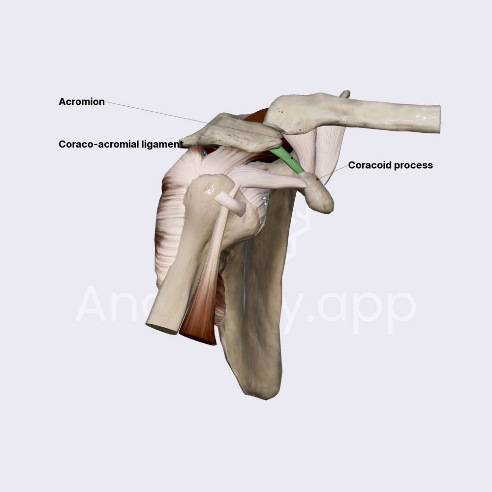 Coracoacromial ligament